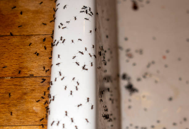 Wasp Removal Services in Scott Af, IL