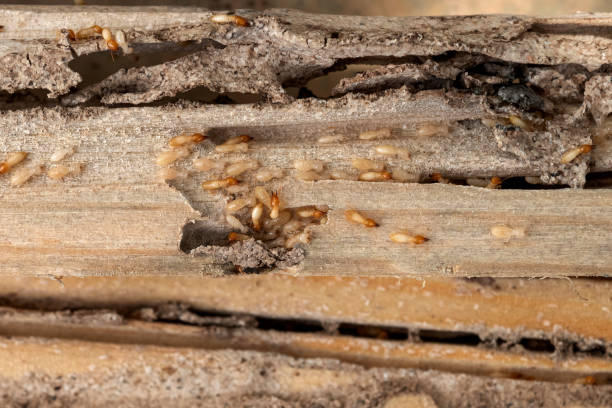 Pest Prevention Services in Scott Af, IL